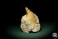 Preview: Turritella spec. (9614) a snail from Italy | Fossils | Snails