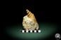 Preview: Turritella spec. (9614) a snail from Italy | Fossils | Snails