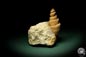 Preview: Turritella spec. (9615) eine Schnecke aus Italien | Fossilien | Schnecken