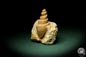 Preview: Turritella spec. (9615) a snail from Italy | Fossils | Snails