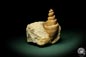 Preview: Turritella spec. (9615) a snail from Italy | Fossils | Snails