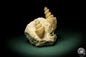 Preview: Turritella spec. (9618) a snail from Italy | Fossils | Snails