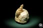 Preview: Turritella spec. (9618) a snail from Italy | Fossils | Snails