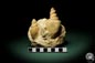 Preview: Turritella spec. (9618) a snail from Italy | Fossils | Snails