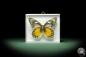 Preview: Delias rosenbergi (9892) a butterfly from Asia | Taxidermy | Butterflies