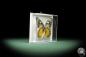 Preview: Delias rosenbergi (9892) a butterfly from Asia | Taxidermy | Butterflies