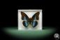 Preview: Prepona dexamenus (9896) a butterfly from South America | Taxidermy | Butterflies