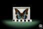 Preview: Prepona dexamenus (9896) a butterfly from South America | Taxidermy | Butterflies