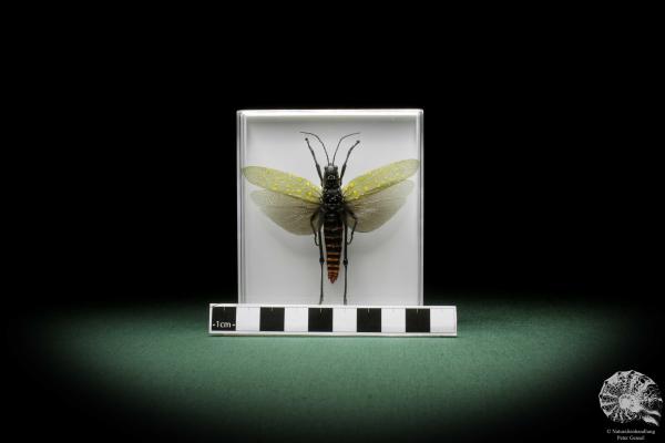 Aularches miliaris (10032) a insect from Malaysia | Taxidermy | Other Insects