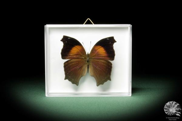 Salamis cacta (10226) a butterfly from Africa | Taxidermy | Butterflies