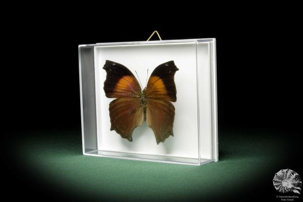 Salamis cacta (10226) a butterfly from Africa | Taxidermy | Butterflies