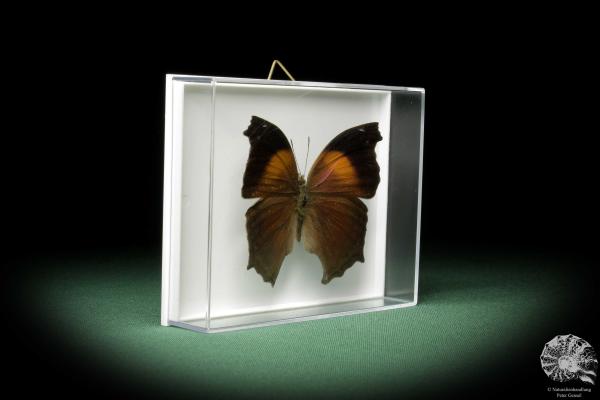 Salamis cacta (10226) a butterfly from Africa | Taxidermy | Butterflies