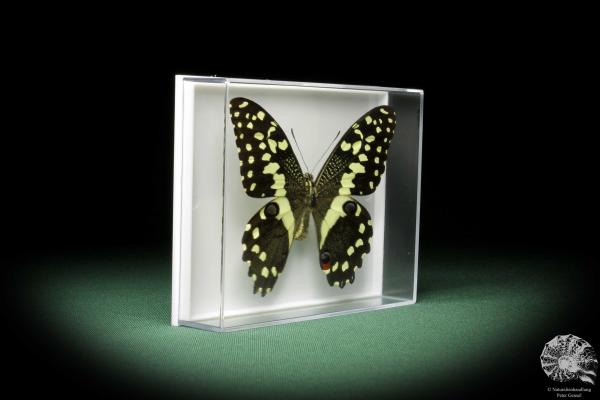 Papilio demodocus (10234) a butterfly from East Africa | Taxidermy | Butterflies