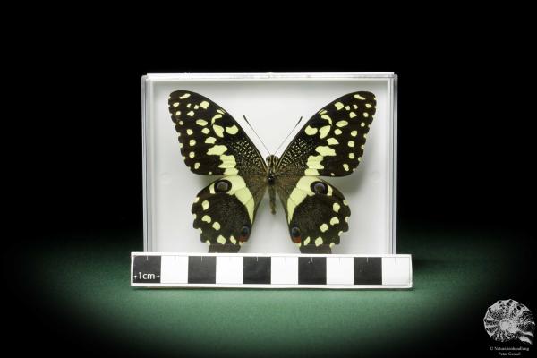 Papilio demodocus (10234) a butterfly from East Africa | Taxidermy | Butterflies