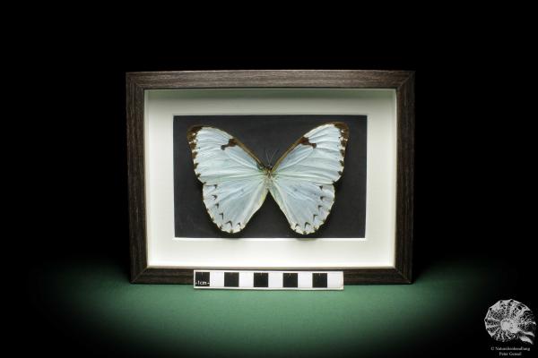 Morpho catenarius (10282) a butterfly from South America | Taxidermy | Butterflies