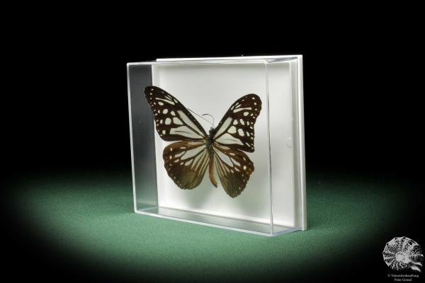 Parantica melaneus (10305) a butterfly from Philippines | Taxidermy | Butterflies