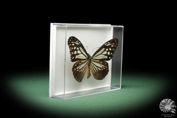 Parantica melaneus (10305) a butterfly from Philippines | Taxidermy | Butterflies