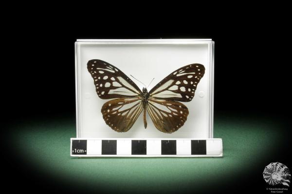 Parantica melaneus (10305) a butterfly from Philippines | Taxidermy | Butterflies