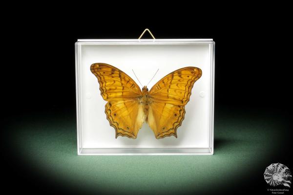 Vindula dejone (10370) a butterfly from Southeast Asia | Taxidermy | Butterflies