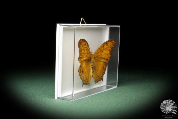 Vindula dejone (10370) a butterfly from Southeast Asia | Taxidermy | Butterflies