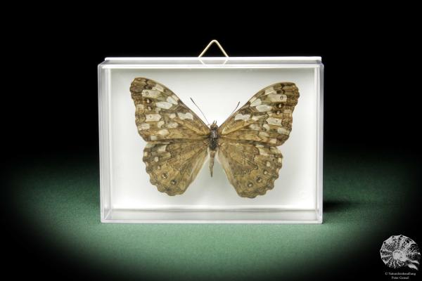 Hamadryas februa (10392) a butterfly from South America | Taxidermy | Butterflies