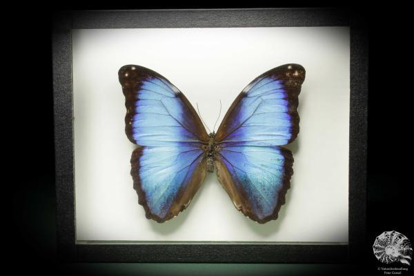 Morpho deidamia (10404) a butterfly from South America | Taxidermy | Butterflies