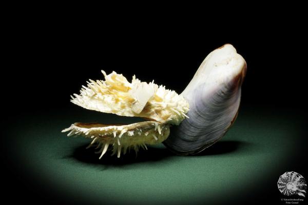 Spondylus echinatus on Modiolus philippinarum (10533) a shell from Philippines | Conchylia | Shells & Brachiopods