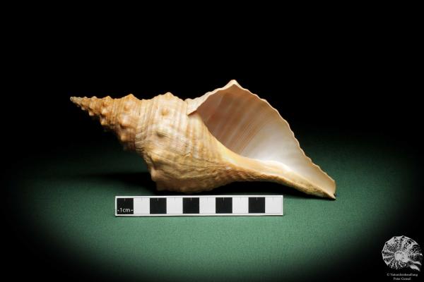 Triplofusus princeps (10579) a snail from North America | Conchylia | Snails