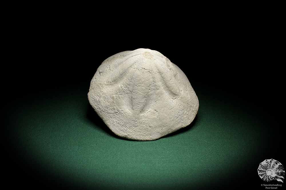 Clypeaster campanulatus f. reidii (1084) a echinoderm from Italy | Fossils | Echinoderms