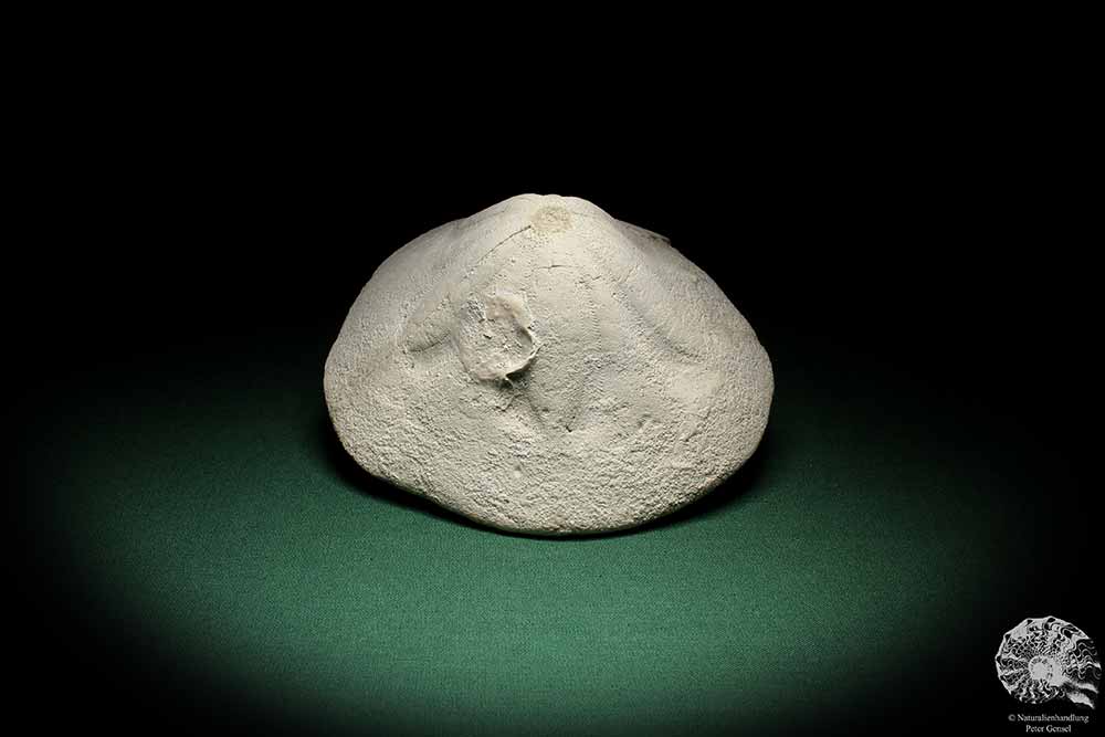 Clypeaster campanulatus f. reidii (1084) a echinoderm from Italy | Fossils | Echinoderms