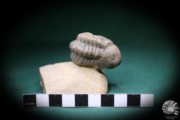 Phacops spec. (1097) a trilobite from Southeast Morocco | Fossils | Trilobites