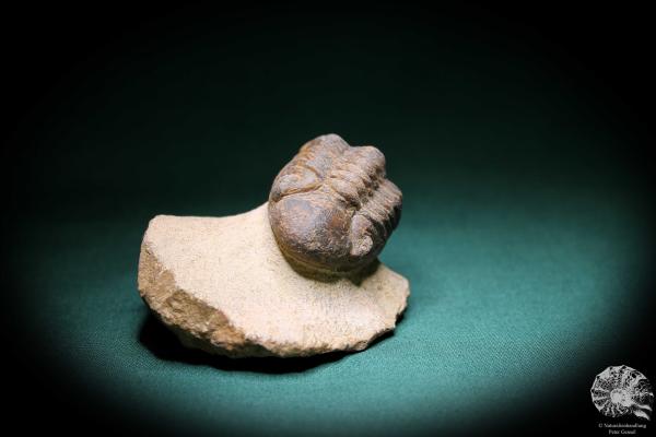 Phacops spec. (1099) ein Trilobit aus Südost-Marokko | Fossilien | Trilobiten