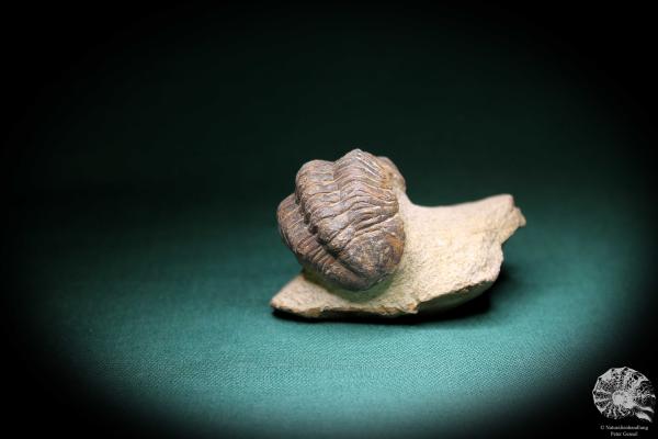 Phacops spec. (1099) a trilobite from Southeast Morocco | Fossils | Trilobites