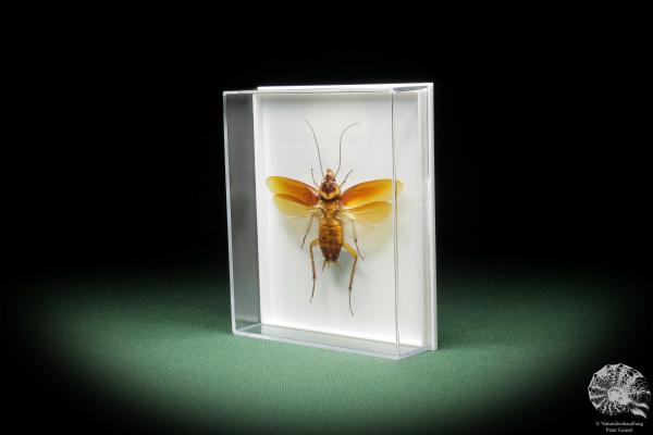 Ectobiidae ssp. (11007) a insect from Southeast Asia | Taxidermy | Other Insects