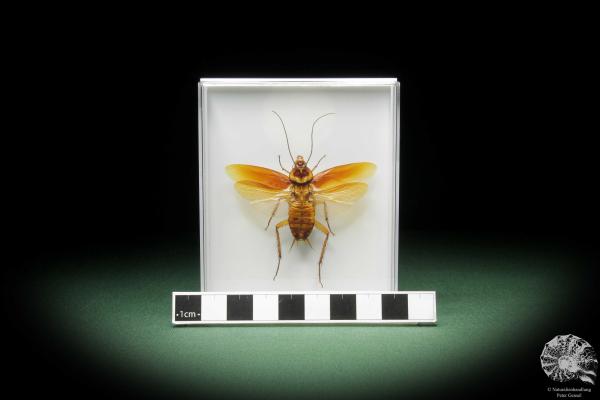 Ectobiidae ssp. (11007) a insect from Southeast Asia | Taxidermy | Other Insects