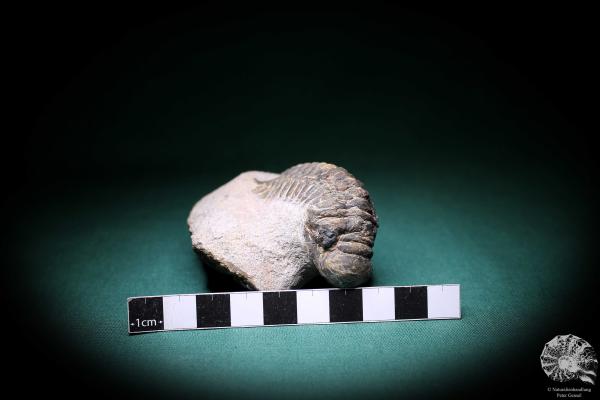 Crotalocephalus gibbus (1101) a trilobite from Morocco | Fossils | Trilobites