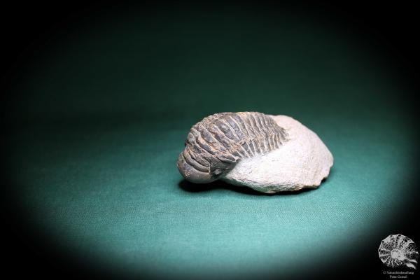 Crotalocephalus gibbus (1101) a trilobite from Morocco | Fossils | Trilobites