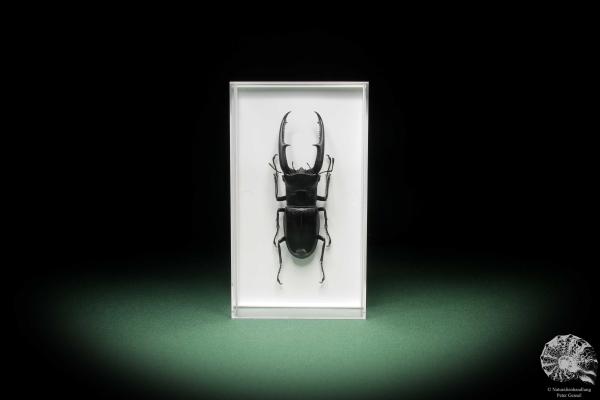 Hexarthrius mandibularis (11101) a beetle from Indonesia | Taxidermy | Beetles