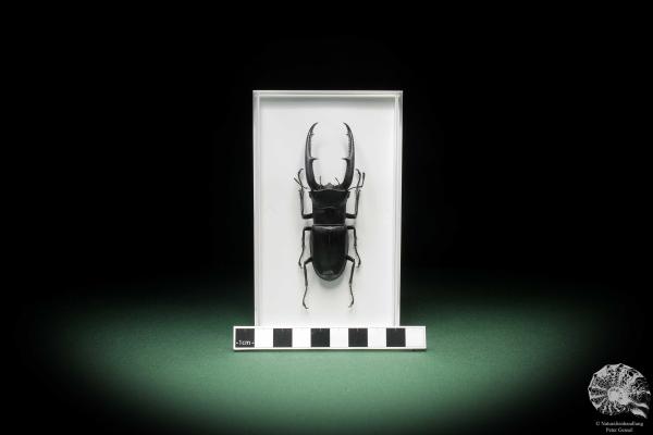 Hexarthrius mandibularis (11101) a beetle from Indonesia | Taxidermy | Beetles