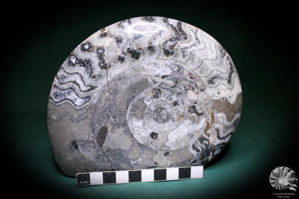 Clymenia spec. (1111) a cephalopod from Morocco | Fossils | Cephalopods