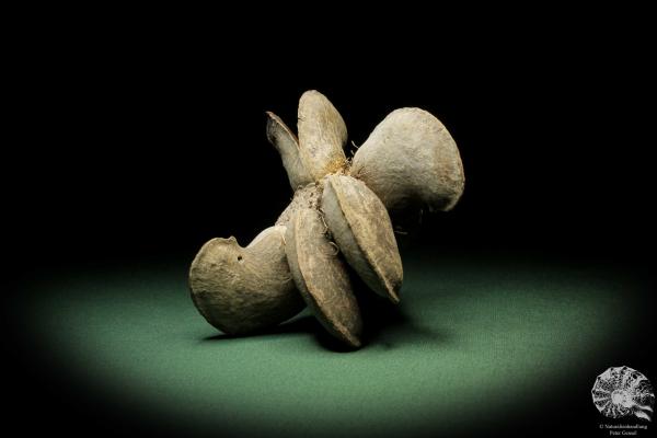 Banksia candolleana (11254) a dried fruit from Australia | Dried fruit