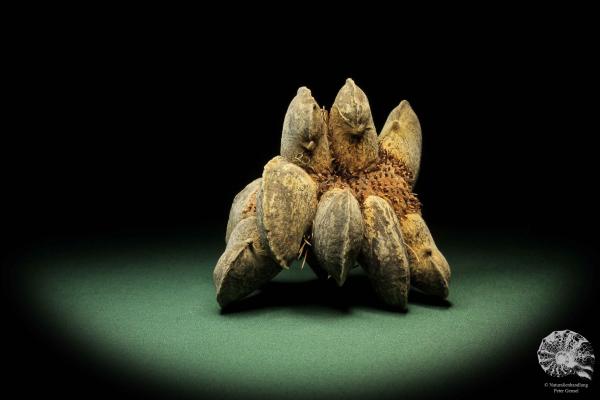 Banksia candolleana  a dried fruit