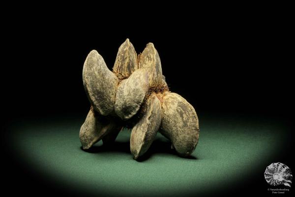 Banksia candolleana  a dried fruit