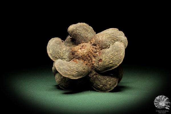 Banksia candolleana (11284) eine Trockenfrucht aus Australien | Trockenfrüchte