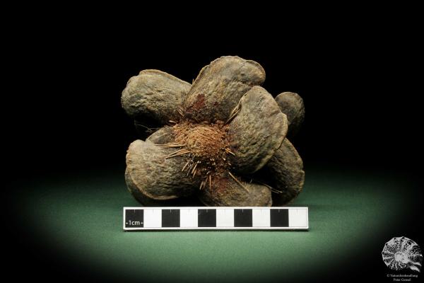 Banksia candolleana (11284) eine Trockenfrucht aus Australien | Trockenfrüchte