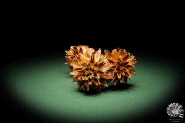 Leucadendron rubrum (11359) a dried fruit from South Africa | Dried fruit