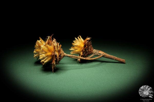 Leucadendron rubrum (11359) a dried fruit from South Africa | Dried fruit