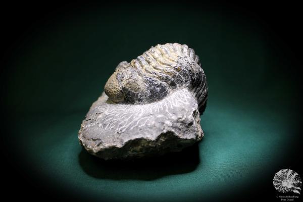 Phacops rana (1141) a trilobite from Morocco | Fossils | Trilobites