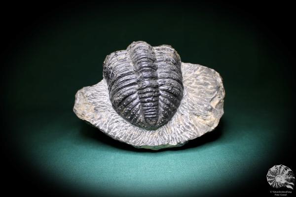 Phacops rana (1141) ein Trilobit aus Marokko | Fossilien | Trilobiten