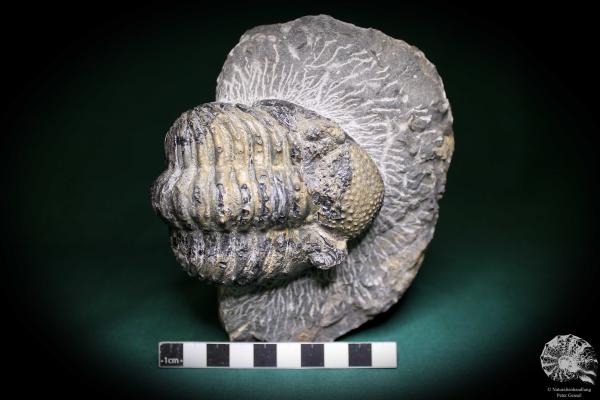 Phacops rana (1141) ein Trilobit aus Marokko | Fossilien | Trilobiten